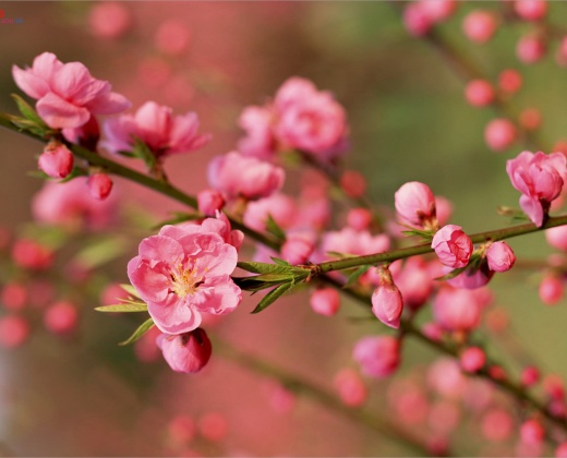 Hoạt động trải nghiện gói bánh chưng ngày tết của sinh viên Phân hiệu trường Đại học Tài nguyên và Môi trường Hà Nội tại tỉnh Thanh Hóa
